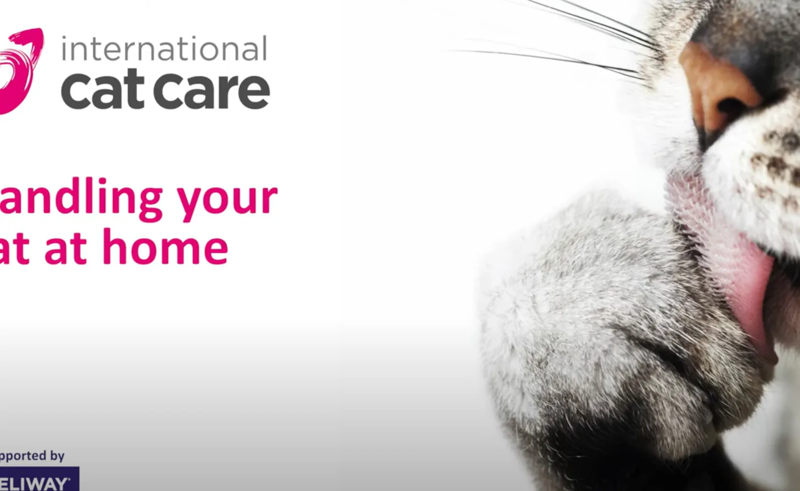 Cat online care home